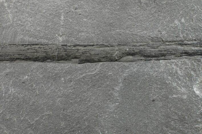 Pennsylvanian Fossil Horsetail (Calamites?) Section - Kentucky #154669